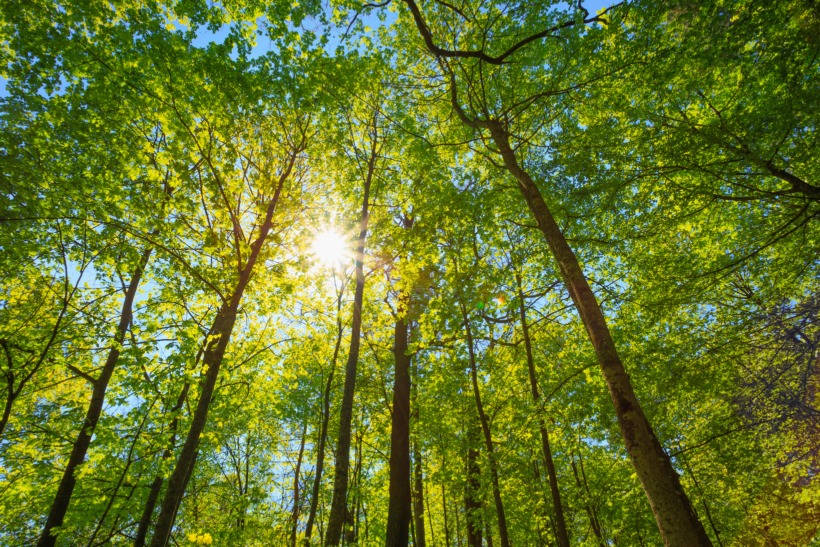 Spring Sun Shining Through Canopy Of Tall Trees. Upper Branches